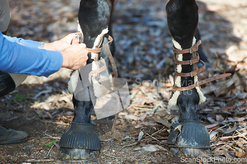 Image of Horse, hands and tie tendon boots outdoor for protection in the countryside. Equestrian, closeup and tying shoes on legs to prepare for fitness, training or healthy exercise on farm, field or nature