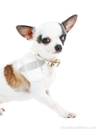 Image of Portrait, dog or chihuahua in studio isolated on a white background for animal care or companion. Puppy, pet and loyalty with an adorable little purebred canine on a backdrop for trust or friendship