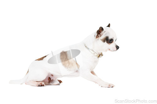 Image of Dog, pet or chihuahua in studio isolated on a white background for animal care or companion. Puppy, young and loyalty with an adorable little purebred canine on a backdrop for trust or friendship