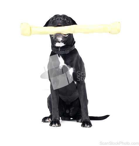 Image of Toy, pet and dog in a studio for playing, training or teaching with equipment for motivation or reward. Positive, product and black puppy animal sitting with big chew material by white background.