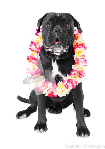 Image of Flowers, pet and dog in a studio for playing, training or teaching with equipment for motivation or reward. Positive, lei and black puppy animal sitting with floral necklace by white background.