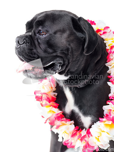 Image of Flowers, pet and dog in studio for playing, training or teaching with equipment for motivation or reward. Positive, hawaiian lei and black puppy animal sit with floral necklace by white background.