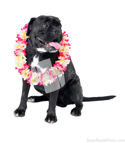 Image of Floral, pet and dog in a studio for playing, training or teaching with equipment for motivation or reward. Positive, lei and black puppy animal sitting with flower necklace by white background.