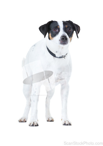 Image of Dog, family pet and portrait white background animal care, coat health and domestic puppy. Jack russell, face and collar mockup space in studio for loyalty terrier love, adoption companion and safety