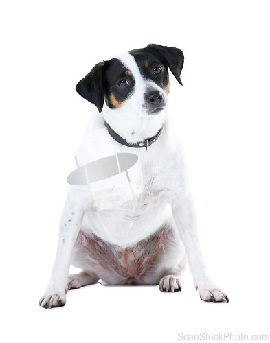 Image of Dog, pet and portrait white background animal care, coat health and domestic puppy. Jack russell, face and collar mockup space in studio for family loyalty terrier love, adoption companion and safety