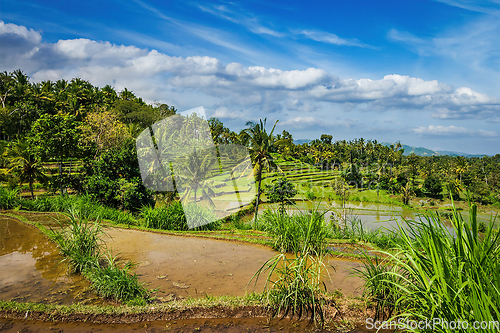 Image of Green rice terraces