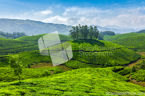 Image of Tea plantations, India
