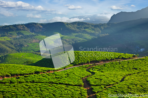 Image of Tea plantations, India