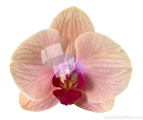 Image of beautiful orchid flower