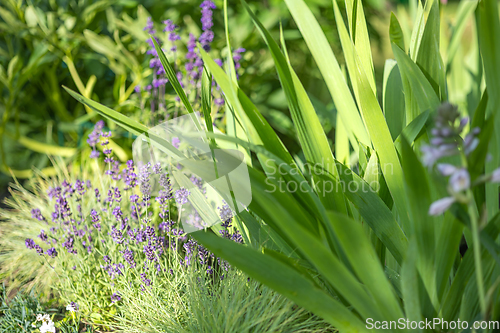 Image of beautiful flower bed