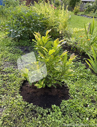 Image of New magnolia tree