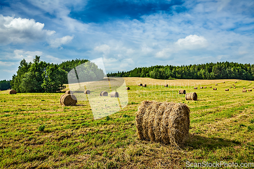 Image of Hay bales on field