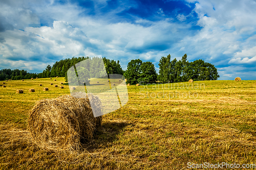 Image of Hay bales on field