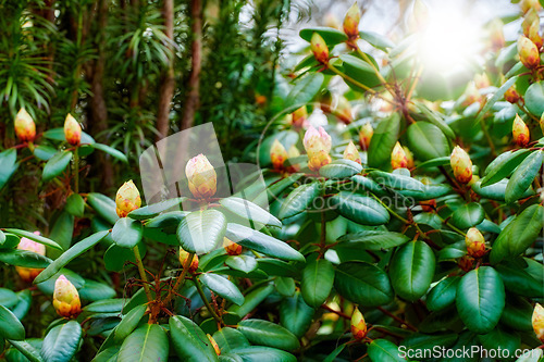 Image of Rhododendron - garden flowers in May