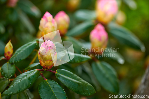 Image of Rhododendron - garden flowers in May