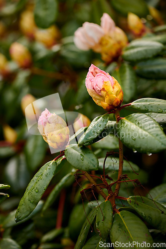 Image of Rhododendron - garden flowers in May