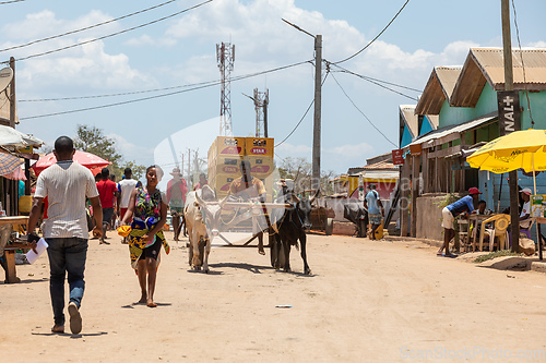 Image of A zebu cart carries malagasy beer on a dusty road on a hot day. Belo Sur Tsiribihina, Madagascar