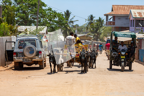 Image of A zebu cart carries malagasy beer on a dusty road on a hot day. Belo Sur Tsiribihina, Madagascar