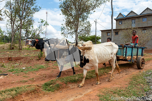 Image of Traditional zebu carriage on the road. The zebu is widely used as a draft animal in Madagascar.