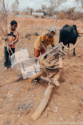 Image of Malagasy farmer, with the help of his sons, engages the plow with the zebu. Agriculture is one of the main means of livelihood in the countryside.