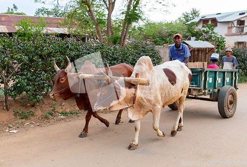 Image of Cart drawn by a zebu on the street. Miandrivazo, Madagascar