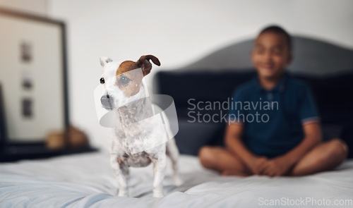 Image of No girls or cats allowed. an adorable little boy playing with his pet dog on the bed at home.