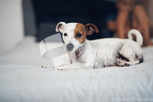 Image of The cute factor just went up in here. an adorable dog relaxing on a bed at home.