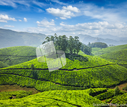 Image of Tea plantations