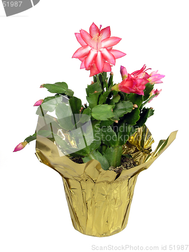 Image of Potted pink Christmas