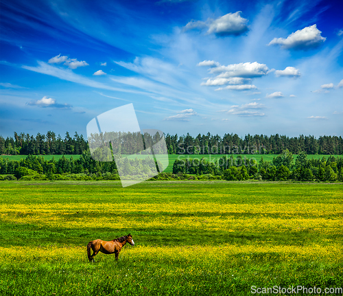 Image of Spring summer green scenery lanscape with horse