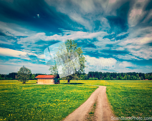 Image of Summer meadow