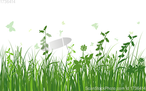 Image of Green Grass Meadow