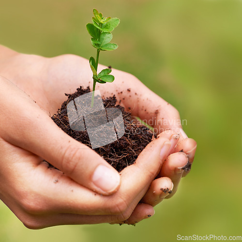 Image of Holding new life. a young womans hands holding a seedling.