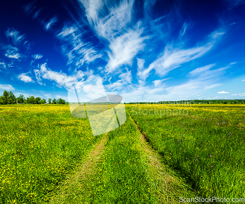 Image of Spring summer rural road in green field landscape