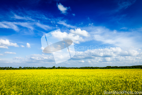 Image of Spring summer background canola field and blue sky