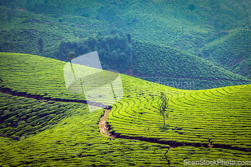 Image of Green tea plantations in Munnar, Kerala, India