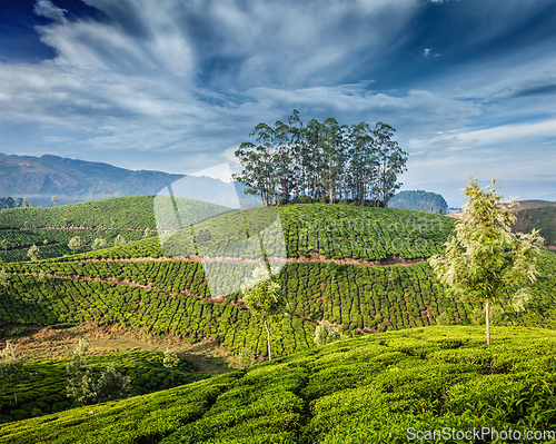 Image of Green tea plantations in Munnar, Kerala, India