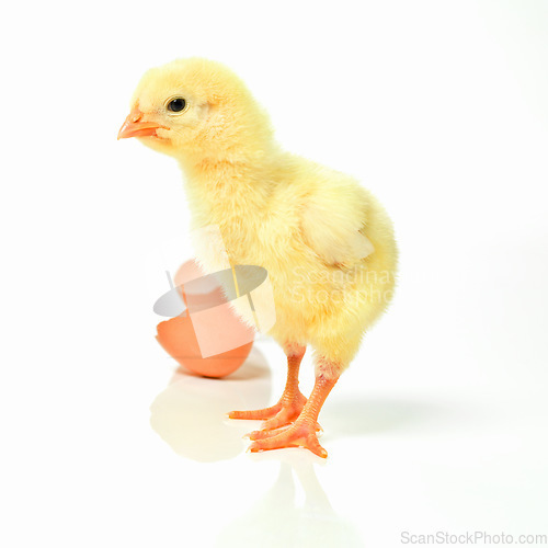 Image of Which came first, the chicken or the egg. Studio shot of a fluffy chick standing next to an open eggshell.