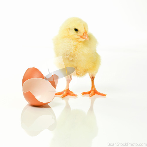 Image of It was getting cramped in there. Studio shot of a fluffy chick standing next to an open eggshell.