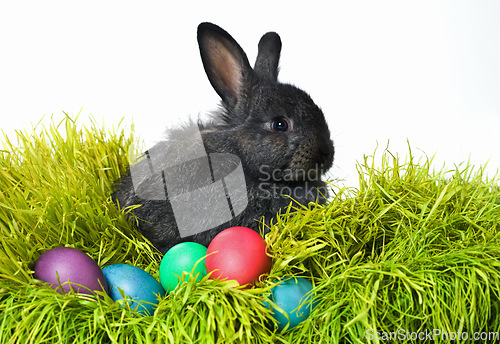 Image of Ready for the Easter egg hunt. Studio shot of a cute rabbit on the grass with an assortment of brightly colored eggs.