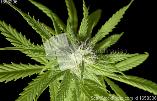 Image of flowering cannabis plant