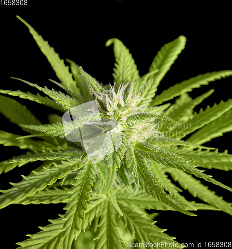 Image of flowering cannabis plant