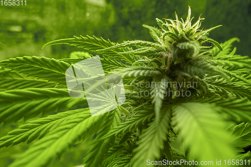 Image of flowering cannabis plant