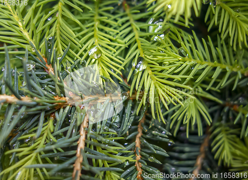 Image of wet fir needles