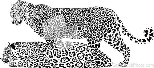 Image of A pair of leopards