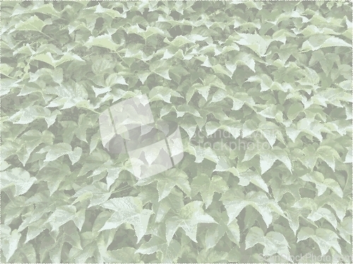 Image of Background - Ivy