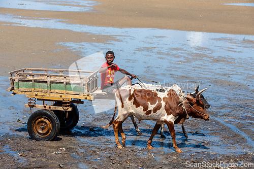 Image of Traditional zebu carriage on the road. The zebu is widely used as a draft animal in Madagascar.