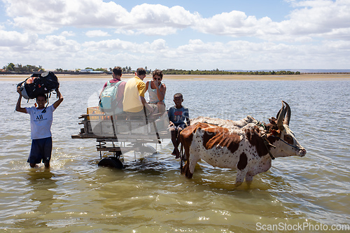 Image of Traditional zebu carriage on the road. The zebu is widely used as a draft animal in Madagascar.