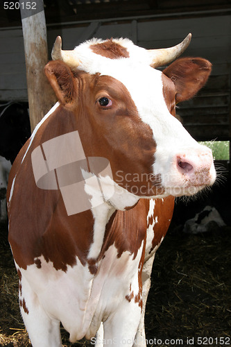 Image of cow