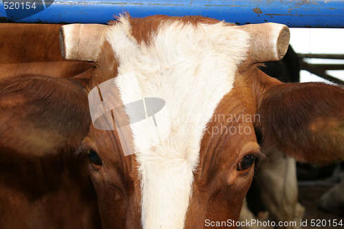 Image of chopped horn